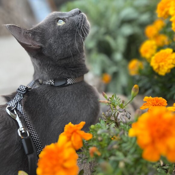 Meet your Posher, Catherine - Picture 1 of 2